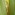 Raumoa: leaf close-up Image