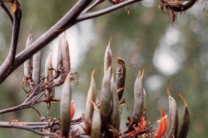 Tukura: seed pods and flowers