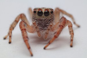 Cyclops jumping spider [Opisthoncus polyphemus]. Image: © Tom | CC-BY