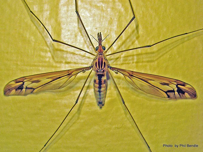 Cranefly [Leptotarsus] spp Image: Phil Bendle Collection, CitSciHub.nz