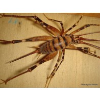 Cave wētā