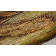 Cicada eggs