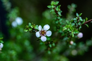 Mānuka in flower