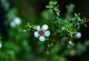 Mānuka in flower