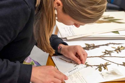 Working in the Allan Herbarium