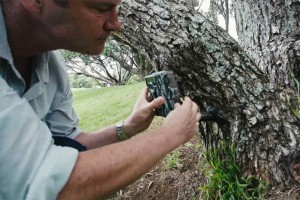 Al Glen attaching a motion camera to a tree