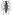 10. Pitt Island longhorn beetle [Xylotoles costatus] Image