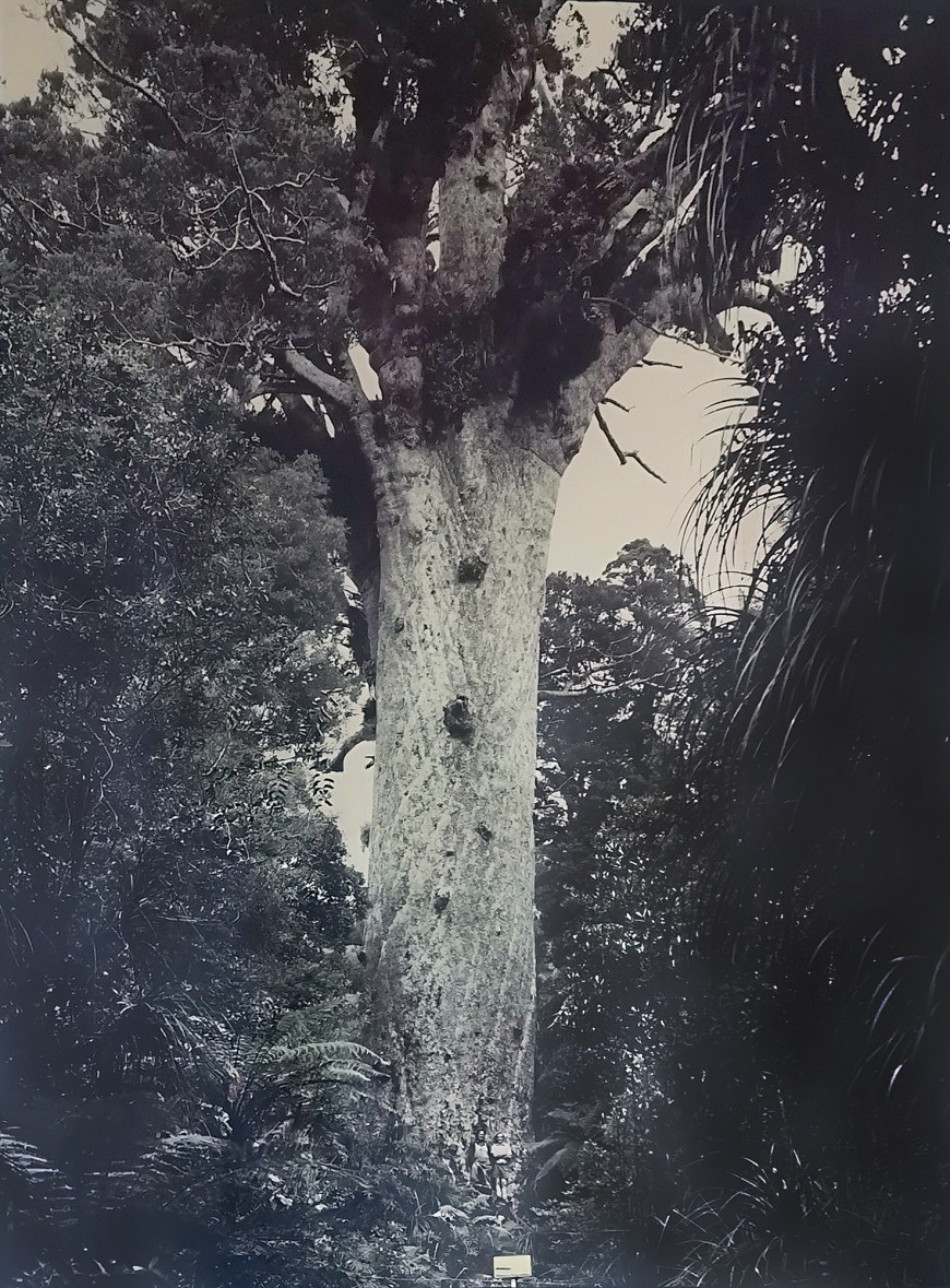 Brian Molloy and Dawson Birch at Tane Mahuta. 1975