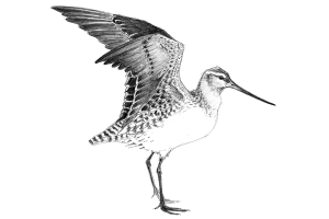 Kuaka | bar-tailed godwit (Limosa lapponica)