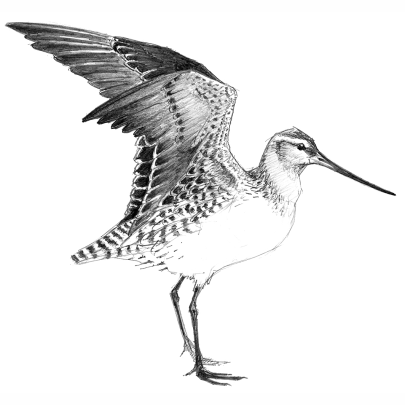 Kuaka | Bar-tailed godwit 