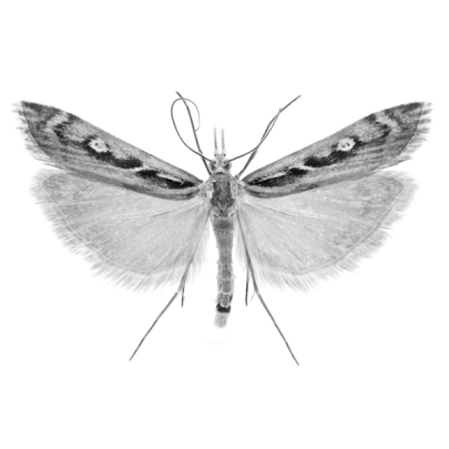Kupea electilis | Kupe’s grass moth