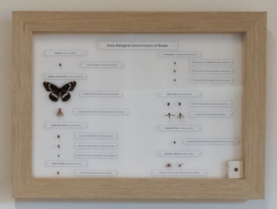 Specimens of insect used as weed biological control agents Specimens of insect used as weed biological control agents