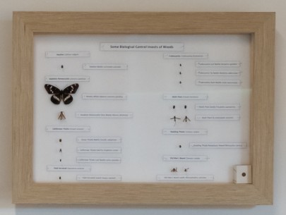 Specimens of insect used as weed biological control agents