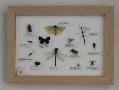 Invertebrate specimens from the New Zealand Arthropod Collection (NZAC)