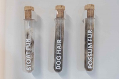 Test tubes containing stoat, possum, and dog hair.
