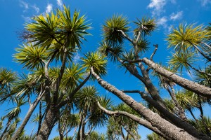 Tī Kōuka (cabbage tree) collection 