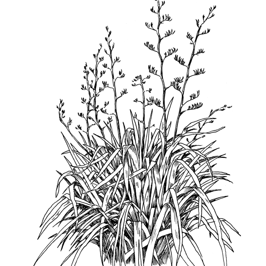 Harakeke | New Zealand flax (Phormium spp.)