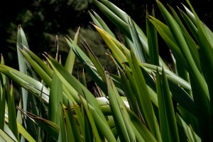 Harakeke – NZ Flax [Phormium tenax] in the New Zealand Flax Collection at our Lincoln site