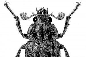 Parry’s stag beetle [Mitophyllus parrianus]