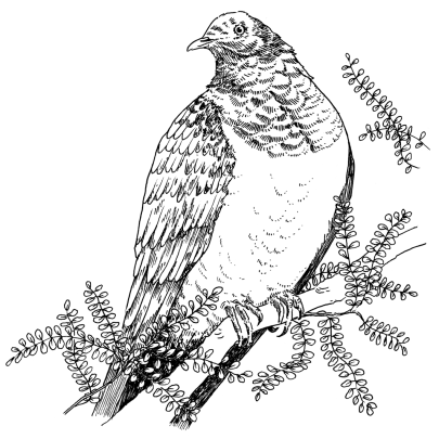 Kererū | NZ wood pigeon (Hemiphaga novaeseelandiae)