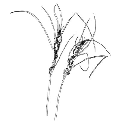 Pīngao (Ficinia spiralis), the golden sand sedge