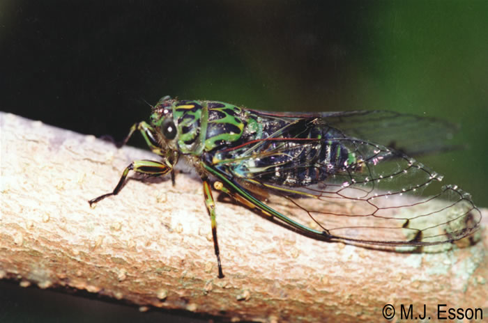 Chorus cicada, [Amphipsalta zelandica]. Image: M.J. Esson 