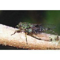 Chorus cicada