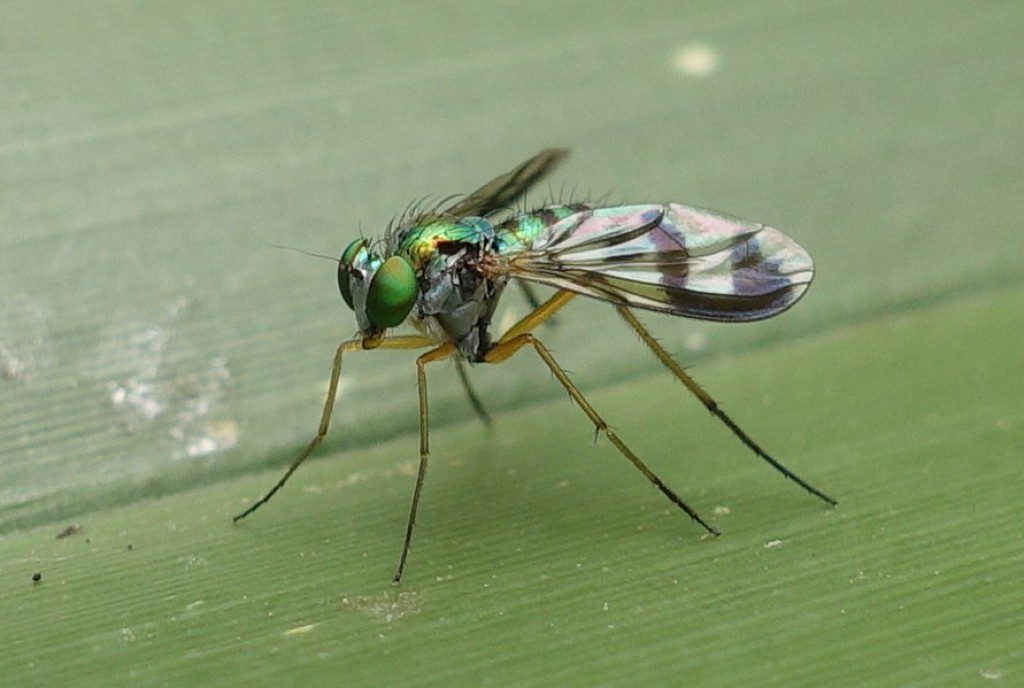 Small green long-legged fly » Manaaki Whenua