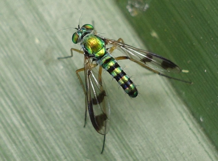 [Austrosciapus proximus] dorsal view. Image: Mathias Michael / CC-BY-NC