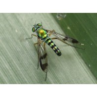 Small green long-legged fly
