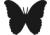 Adult