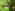 [Coptomma variegatum]. Image: epitree / CC-BY-NC Image
