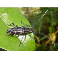 Variegated Longhorn