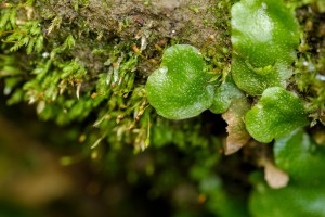 Biota of New Zealand