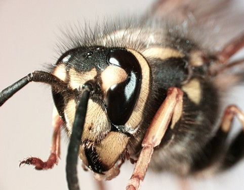 [Vespula] face.