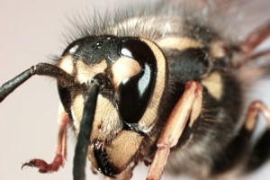 Vespula eye shape