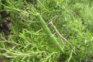 A male and female of [Pseudoclitarchus sentus], Great Island, Three Kings Islands. Image: T. Buckley