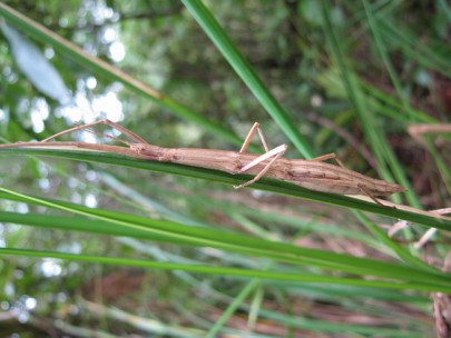 Female [Tectarchus huttoni] from Rimutaka Range.