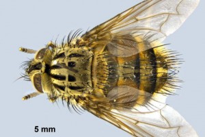 tachinidae thumb