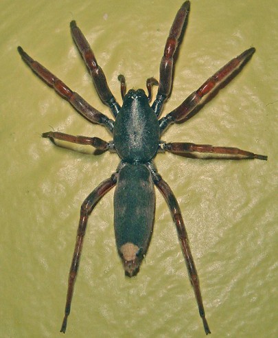 White-tailed spider. Image: Phil Bendle Collection