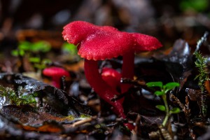 180510 fungal foray 7965