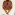[Amblyopone australis] head. Image: April Nobile (Specimen code: CASENT0104578). www.antweb.org Image