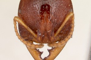 [Amblyopone australis] head. Image: April Nobile (Specimen code: CASENT0104578). www.antweb.org