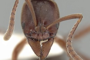[Austroponera castanea] head. Image: Ryan Perry (Specimen code: CASENT0249168). www.antweb.org