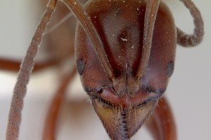 [Austroponera castaneicolor] head. Image: April Nobile (Specimen code: CASENT0172339). www.antweb.org