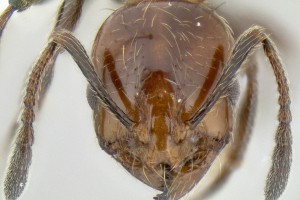 [Chelaner antarcticus] head. Image: Michael Branstetter (Specimen code: CASENT0106264). www.antweb.org 