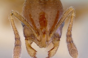 [Chelaner smithii] head. Image: April Nobile (Specimen code: CASENT0172357). www.antweb.org