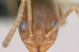 [Doleromyrma darwiniana] head. Image: April Nobile (Specimen code: CASENT0009949). www.antweb.org