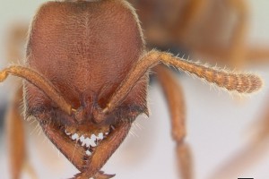 [Fulakora saundersi] head. Image: © Michele Esposito (Specimen code: CASENT0006813). www.antweb.org