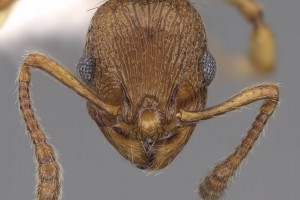 [Huberia brounii] head. Image: Wade Lee (Specimen code: CASENT0923012). www.antweb.org